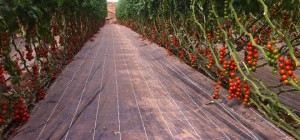 rajcata-export-plantaz.jpg