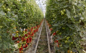 tomate-canarias.jpg